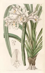 シンビジウムmastersii